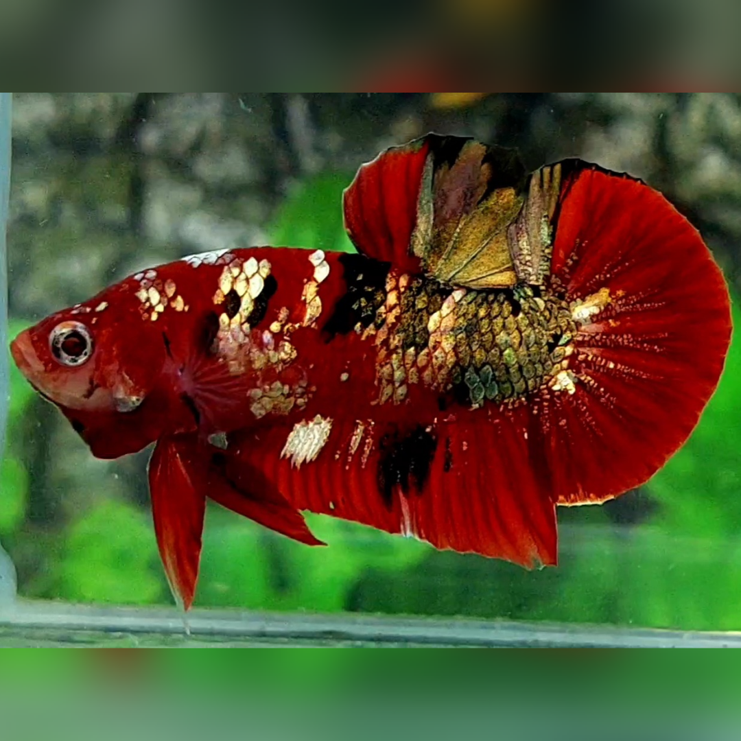 Red Tiger Copper Gold Galaxy HMPK Betta Fish Male #RKC