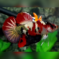 Red Tiger Koi Copper Galaxy HMPK Betta Fish Male #RKC
