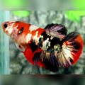 Red Tiger Koi Copper Galaxy HMPK Betta Fish Female For Sorority / Breed #RKC