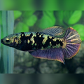 Avatar Copper Purple Gold HMPK Betta Fish Female For Sorority / Breed