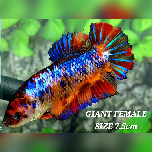 Multicolor Galaxy JUMBO GIANT HMPK Betta Fish Female