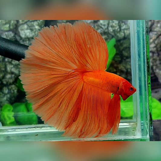 Solid Orange Super Huge Fin Halfmoon Betta Fish Male