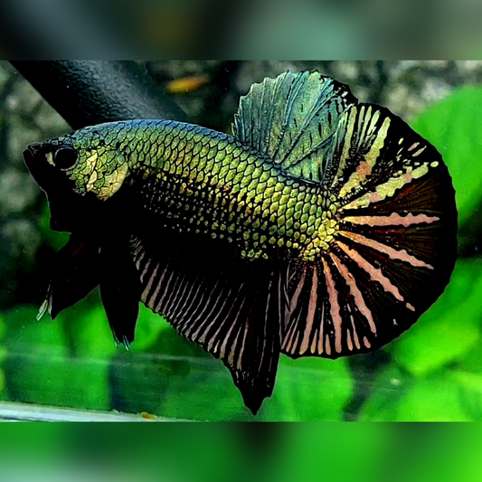 Black Copper Green Gold Huge Startail HMPK Betta Fish Male