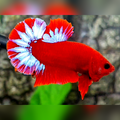 Hellboy HMPK Betta Fish Male