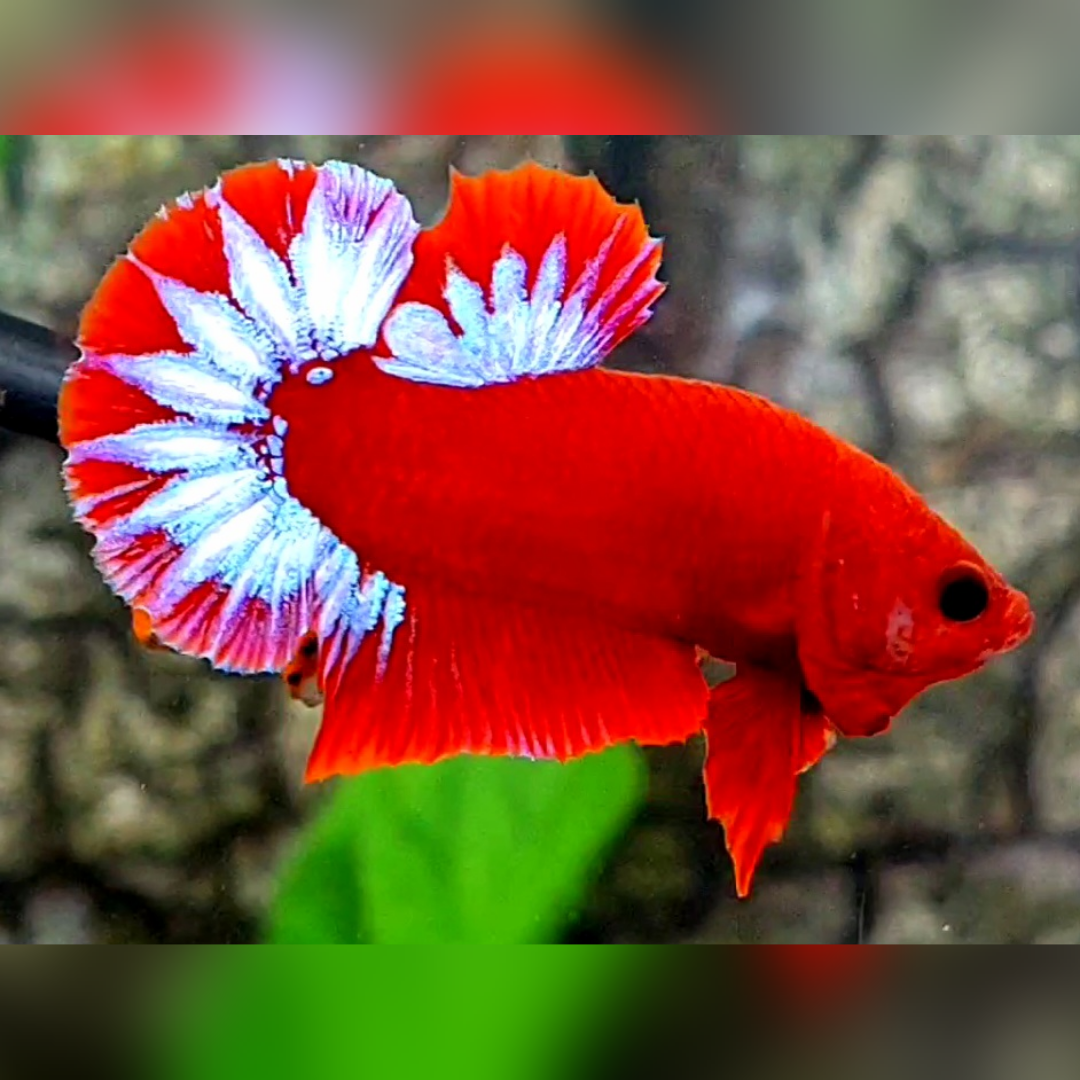 Hellboy HMPK Betta Fish Male