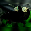 Blacklight Copper Gold HMPK Betta Fish Male