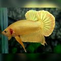 Solid Super Gold 24K HMPK Betta Fish Male