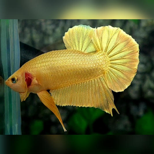 Solid Super Gold 24K HMPK Betta Fish Male