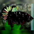 Avatar Blackstar Copper Gold HMPK Betta Fish Male