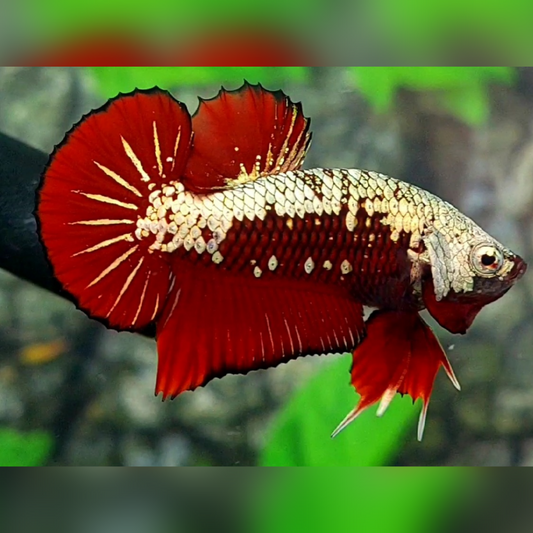 Red Samurai HMPK Betta Fish Male