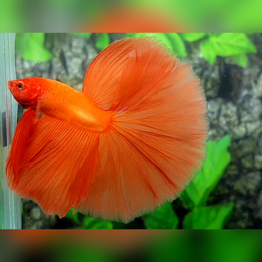 Solid Orange Huge Fin Over Halfmoon Betta Fish Male