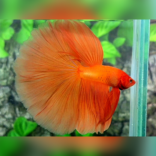 Solid Orange Huge Fin Halfmoon Betta Fish Male