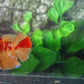 Nemo Koi Halfmoon Female For Sorority Tank/Breed