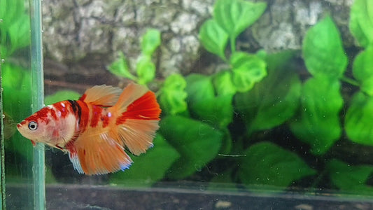 Nemo Koi Halfmoon Female For Sorority Tank/Breed