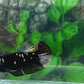 Blackstar Copper Purple Galaxy HMPK Female For Sorority Tank/Breed