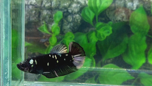 Blackstar Copper Purple Galaxy HMPK Female For Sorority Tank/Breed