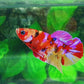 Multicolor Candy Pink Galaxy HMPK Male