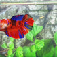 Red Koi Galaxy Halfmoon Female For Sorority Tank/Breed