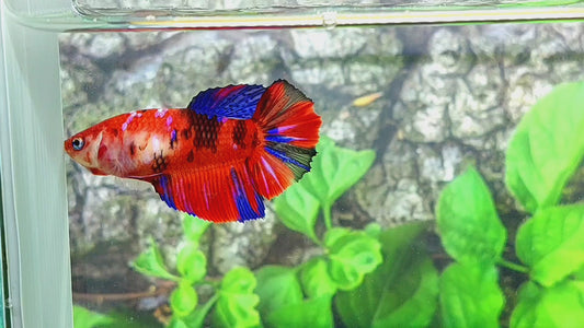 Red Koi Galaxy Halfmoon Female For Sorority Tank/Breed