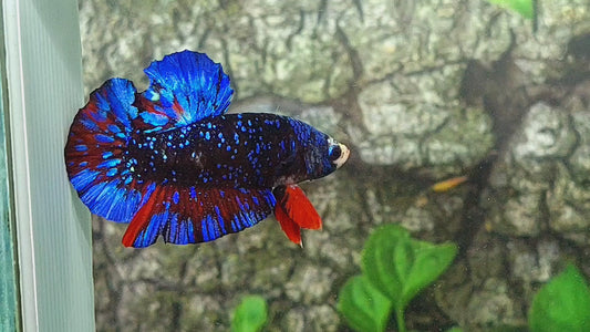 Blackstar Avatar Nebula HMPK Male