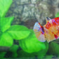 Multicolor Candy Galaxy HMPK Female For Sorority Tank/Breed