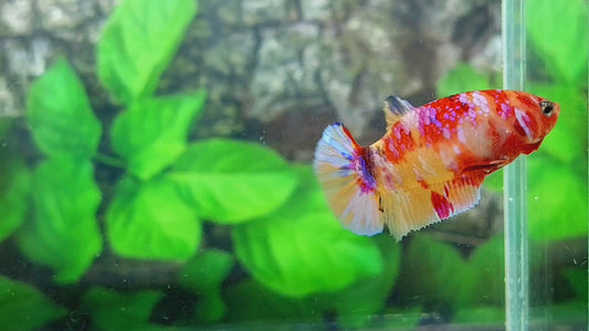 Multicolor Candy Galaxy HMPK Female For Sorority Tank/Breed