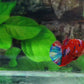 Multicolor Red Galaxy HMPK Female For Sorority Tank/Breed