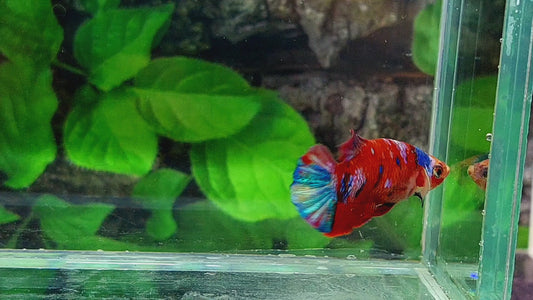 Multicolor Red Galaxy HMPK Female For Sorority Tank/Breed