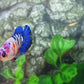 Multicolor Pink Galaxy HMPK Female For Sorority Tank/Breed