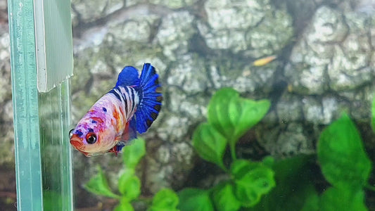 Multicolor Pink Galaxy HMPK Female For Sorority Tank/Breed