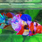 Multicolor Galaxy HMPK Male