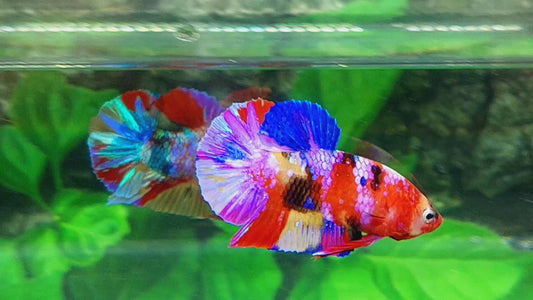 Multicolor Galaxy HMPK Male