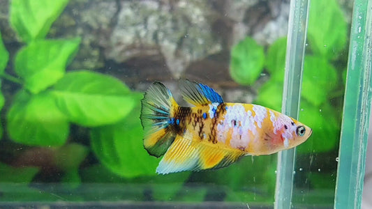 Yellow Koi Galaxy Halfmoon Female For Sorority Tank/Breed