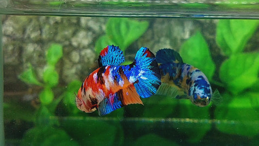 Multicolor Galaxy HMPK Female For Sorority Tank/Breed