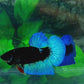 Turquoise Black Light HMPK Male