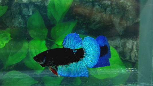 Turquoise Black Light HMPK Male