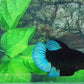 Black Light Steel Blue HMPK Male