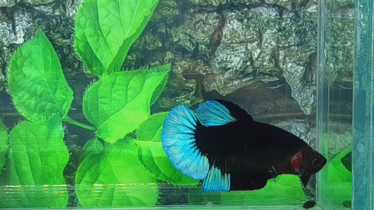 Black Light Steel Blue HMPK Male