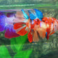 Multicolor Candy Galaxy Halfmoon Female For Sorority Tank/Breed