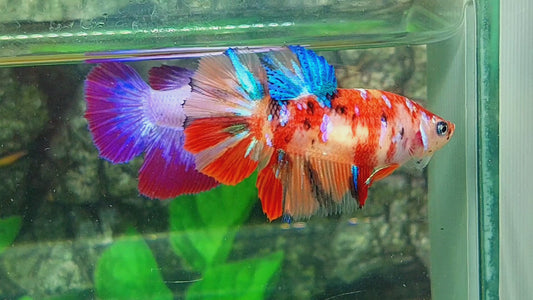 Multicolor Candy Galaxy Halfmoon Female For Sorority Tank/Breed