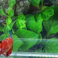 Multicolor Red Galaxy HMPK Female For Sorority Tank/Breed