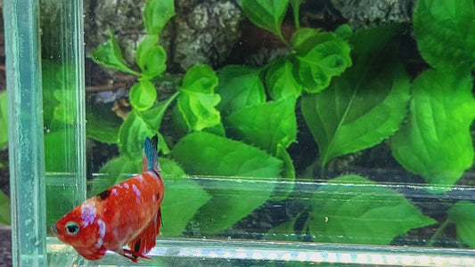 Multicolor Red Galaxy HMPK Female For Sorority Tank/Breed