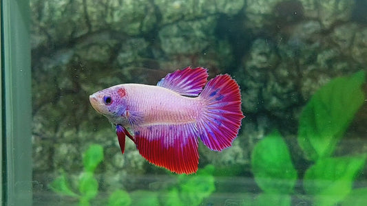 Pink Purple Fancy Halfmoon Female For Sorority Tank/Breed