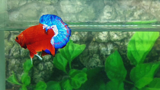 Hellboy Bold Blue Tail HMPK Male