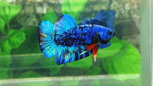 Black Star Avatar Gordon HMPK Male