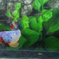 Multicolor Candy HMPK Female For Sorority Tank/Breed