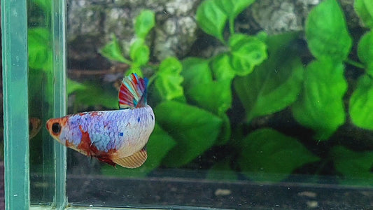 Multicolor Candy HMPK Female For Sorority Tank/Breed