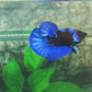 Shortbody ( BONSAI ) Blue Black Light HMPK Male