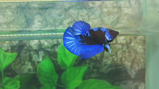 Shortbody ( BONSAI ) Blue Black Light HMPK Male