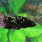 Blackstar Copper Purple Galaxy HMPK Female For Sorority Tank/Breed